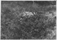 Skärfälten, örtvegetation Cotoneaster