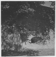 Borgholms slottsruin