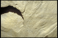 Image of Or Barnes10