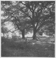 Norra Malma, ekskog på gammalt gravfält