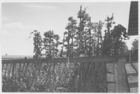 Skeppshult, humleodling