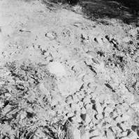 Sigtuna Dominikanerkloster