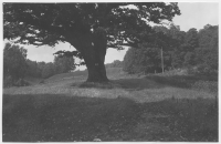 Aspenäs, fridlyst ek