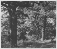 Norra Malma, ekskog på gammalt gravfält