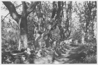 Dala socken, kalkstensgärdesgård