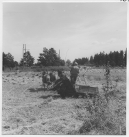 Vansö socken, hästdragen skördetröska i arbete