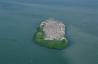 Vargrundet i Bråviken