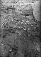 Alvastra pålbyggnad