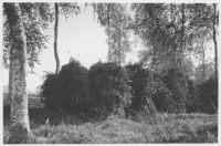 Tiveds socken, björklövskärvar uppträda till torkning på krakar