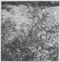 Klockareboda, strand