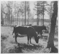 Runtuna socken, betande kor
