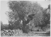 Arontorp, bytomten med hamlad vitpil