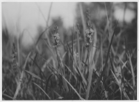 Myrterrängen öster om västra Hästefjorden