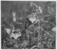 Blåklockor 1 km nordväst om kyrkan