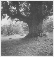 Dörarp, lövängslämning i terrängen öster om kyrkan