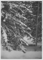 Dannemora socken, skog