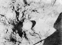 Nordingrå kyrkoruin