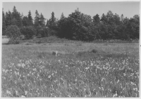 Lillabysjön, strandäng