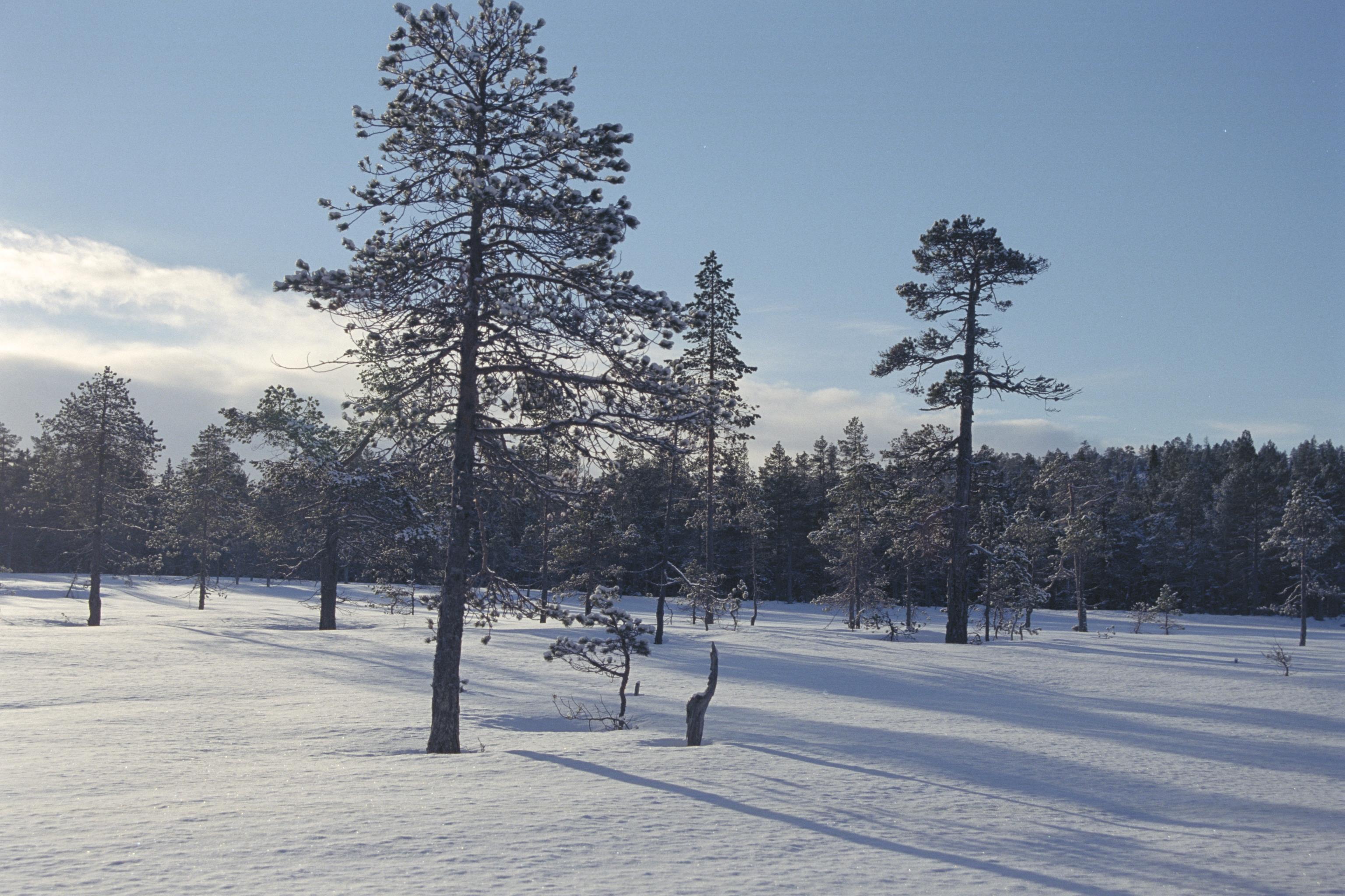 Bengt A Lundberg, Skuleskogens Nationalpark