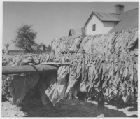 Kiaby socken, torkning av tobak