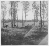 Runtuna socken, betande kor