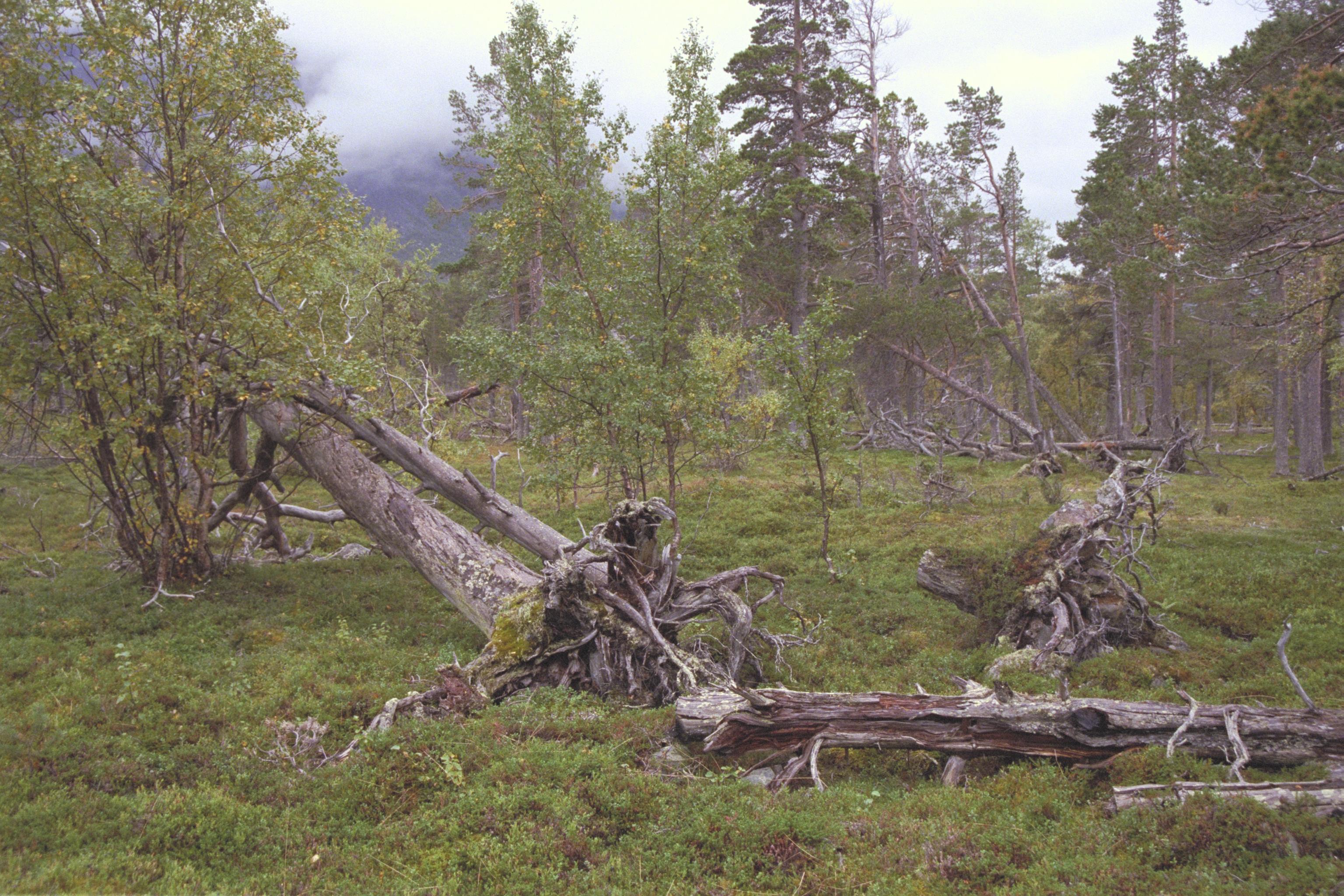 Bengt A Lundberg, Sádis (Satis)