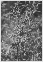 Mårtensboda, strand