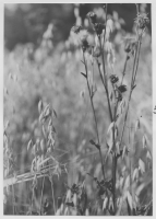 Strand, åkerväxter lin, havre, korn